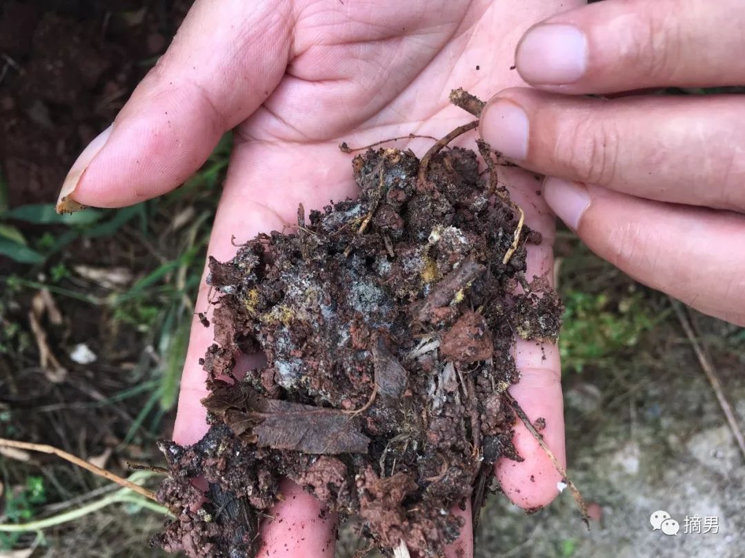 如何栽植富硒水果