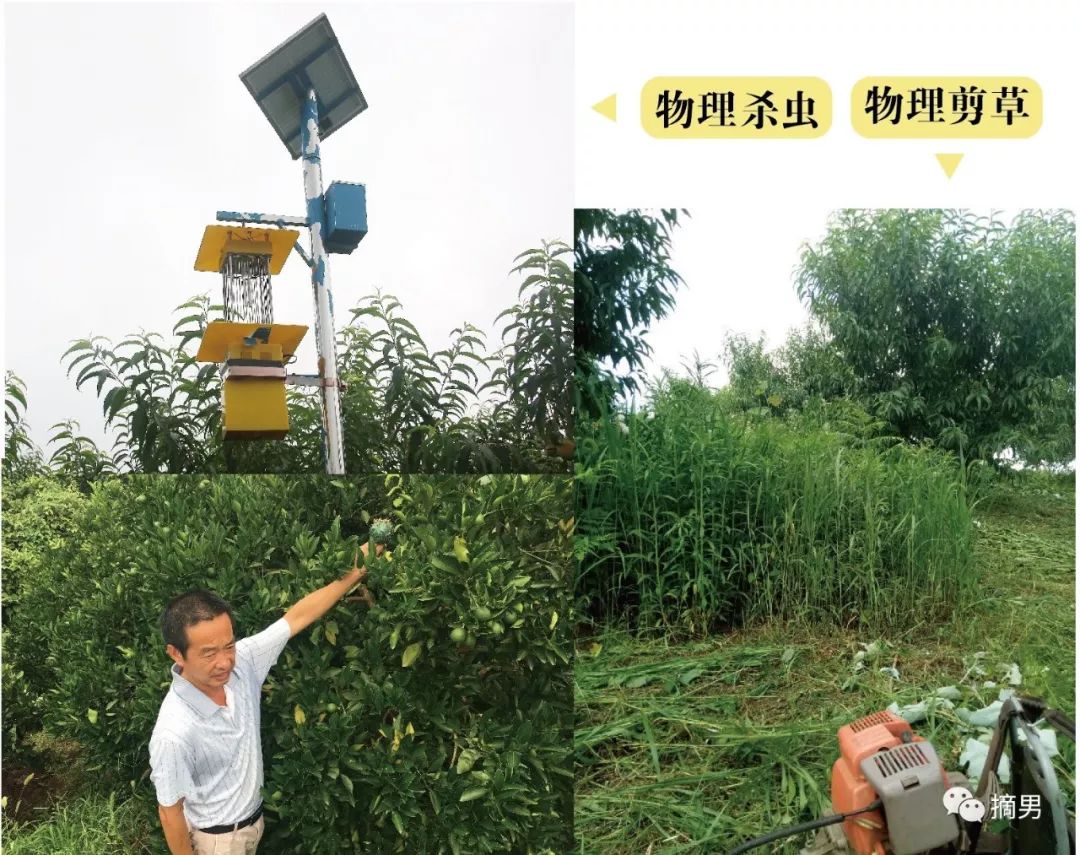 如何栽植富硒水果