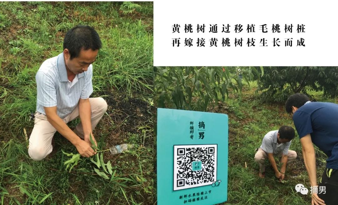 如何栽植富硒水果
