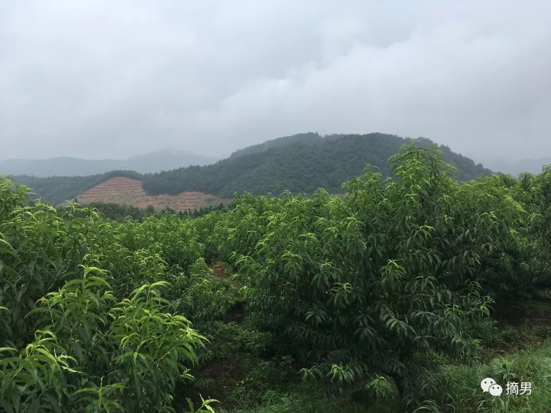 如何栽植富硒水果