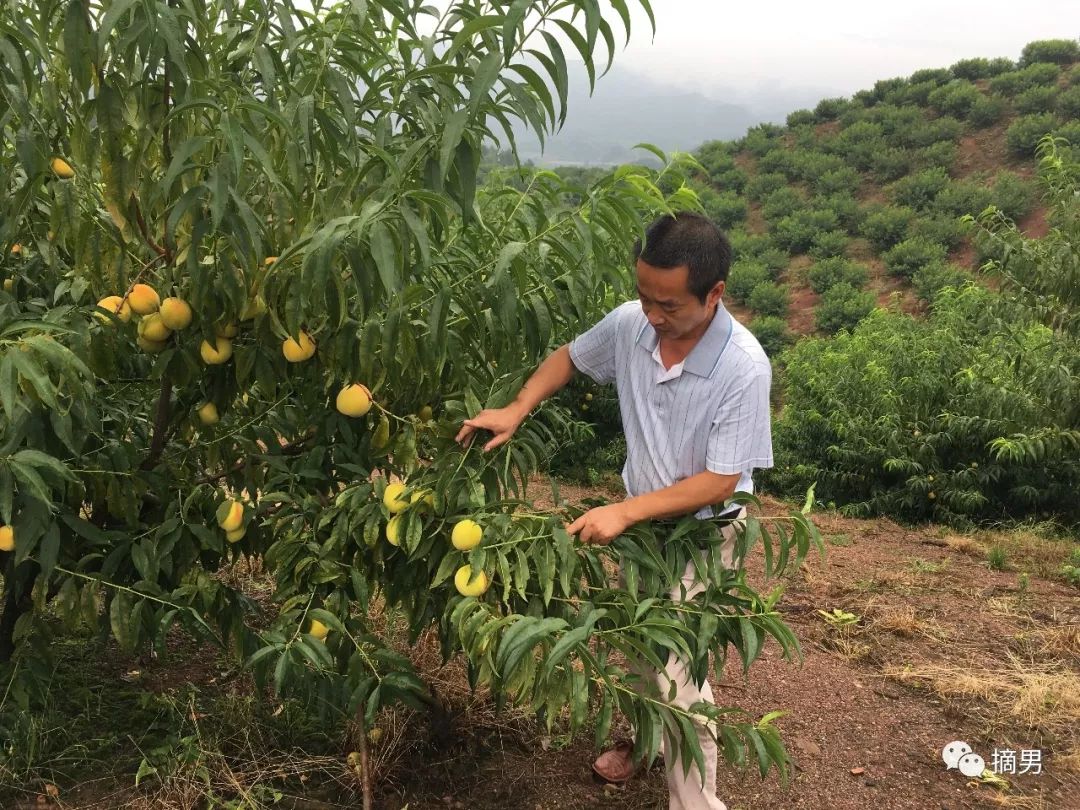如何栽植富硒水果