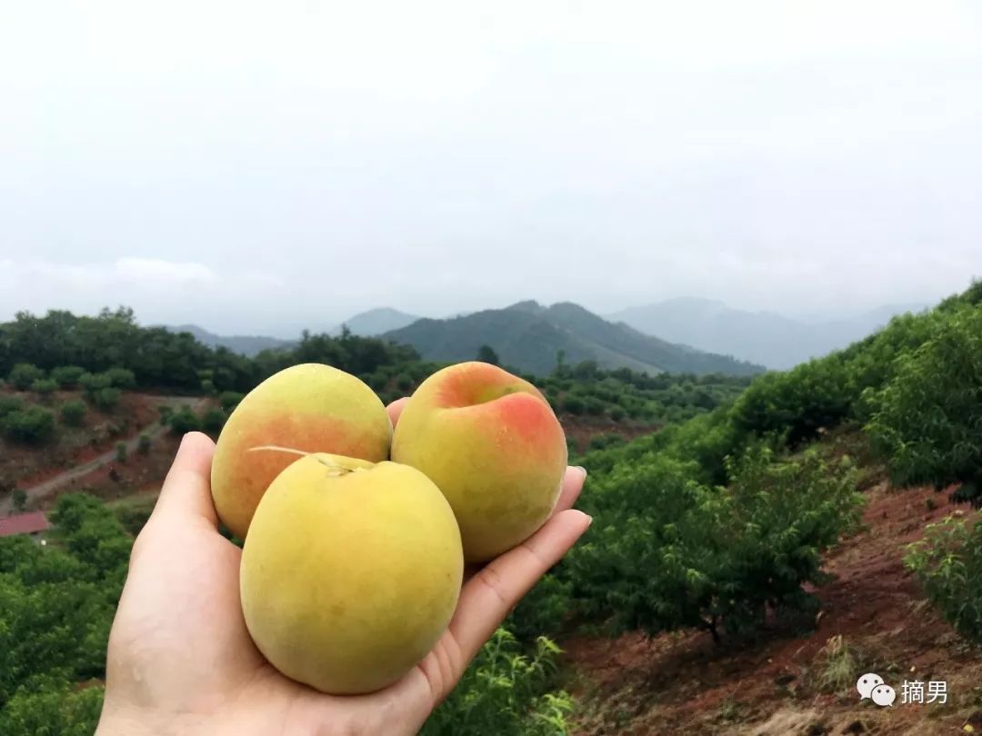 如何栽植富硒水果