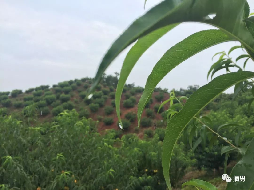 如何栽植富硒水果