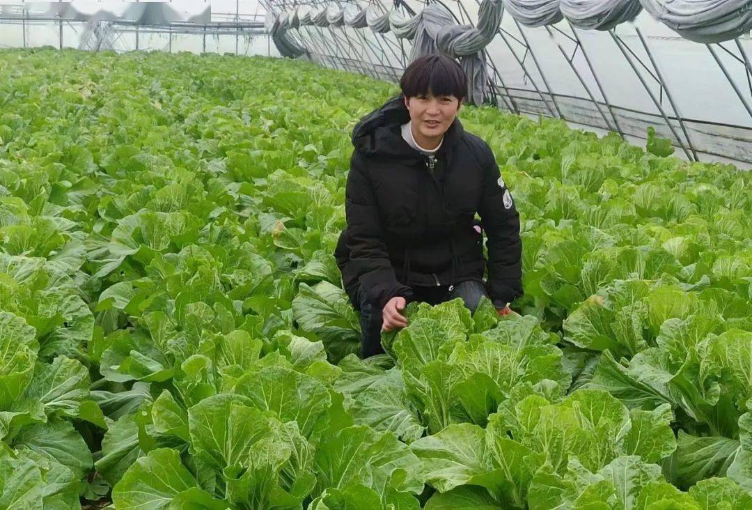 富硒水果萝卜种植
