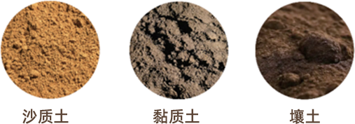 富硒正宗水果萝卜