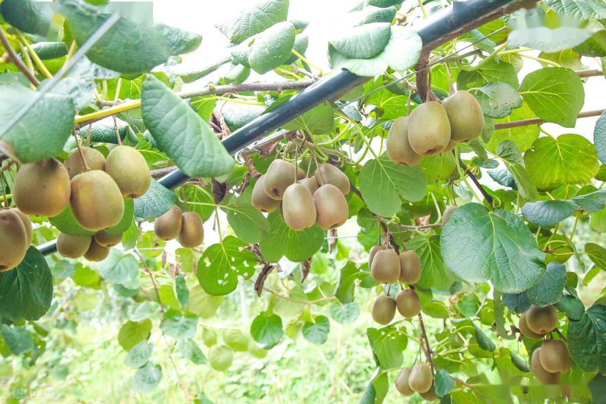 沂源富硒水果苗木