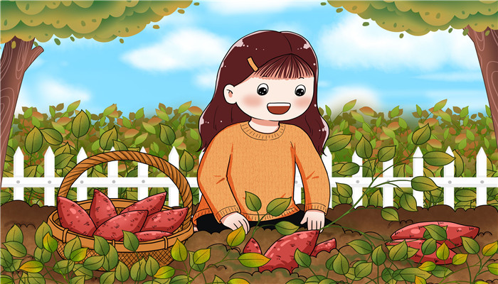 红薯属于蔬菜类吗 红薯是否属于蔬菜