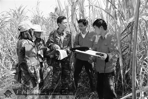 地质技术人员在甘蔗田开展农业地质调查。