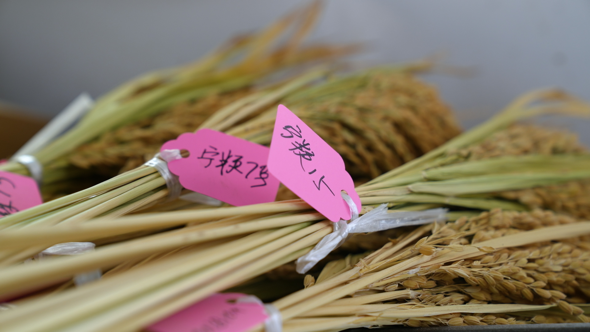 峰林硒产品 中国