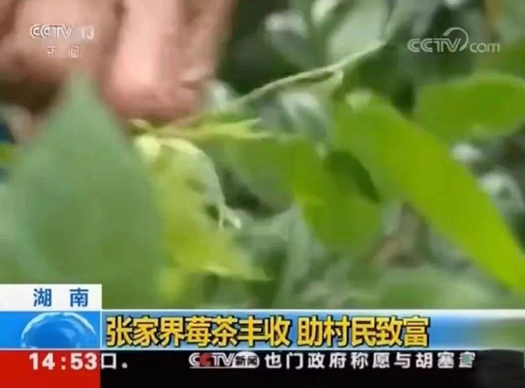 硒茶产品营销推送