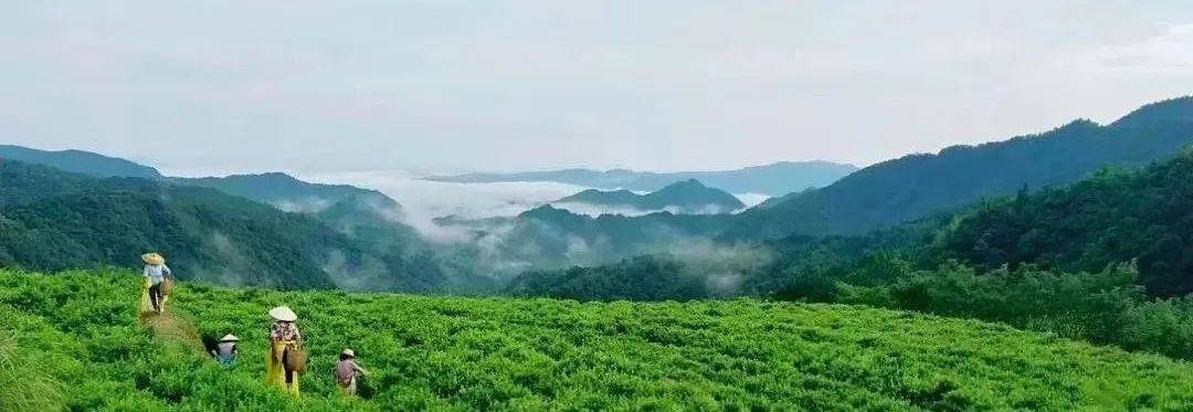 硒茶产品营销推送