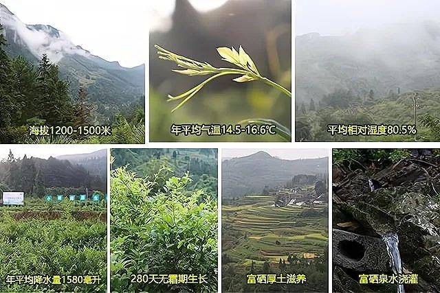 硒茶产品营销推送