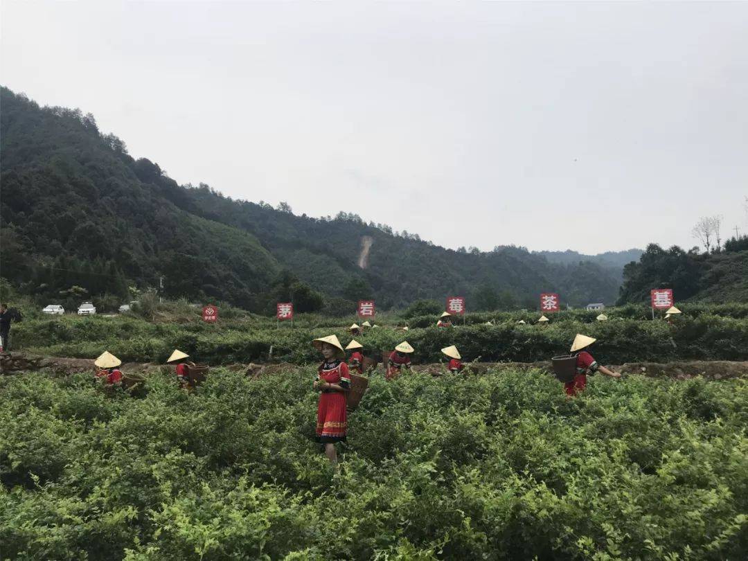 硒茶产品营销推送