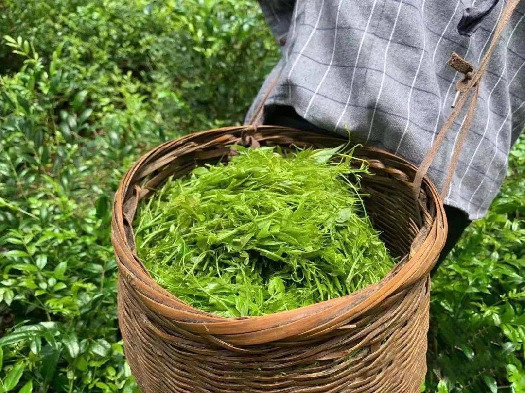 硒茶产品营销推送