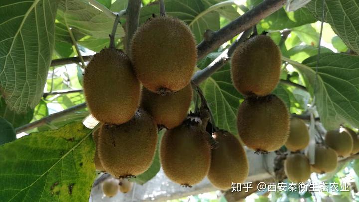 土壤微量元素