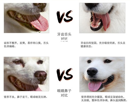 狗补钙