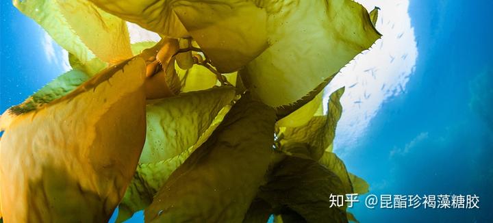 人体必需的微量元素
