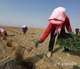 硒有天成农副产品
