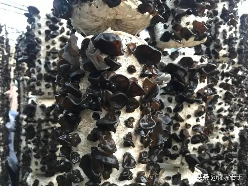 补铁的食物有哪些水果（9种补铁效果最好的食物）