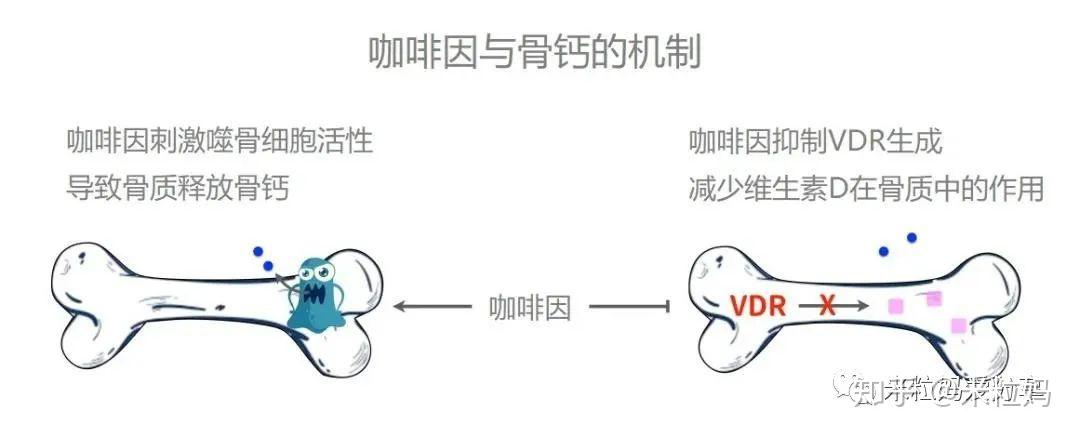 孕妇要补钙吗