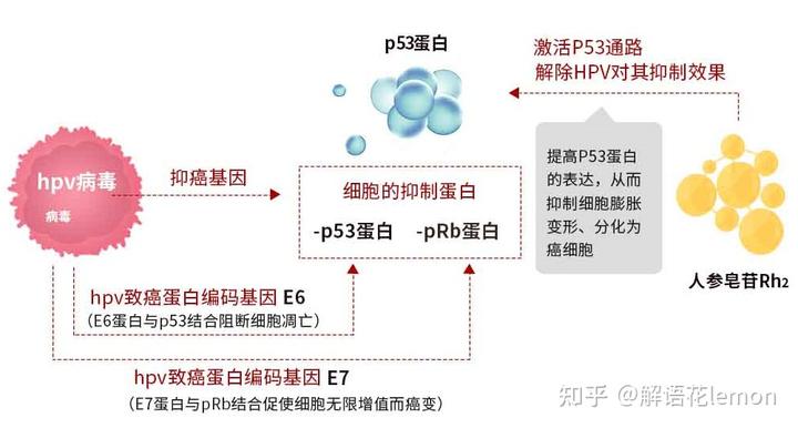 宫颈肥大吃硒维康