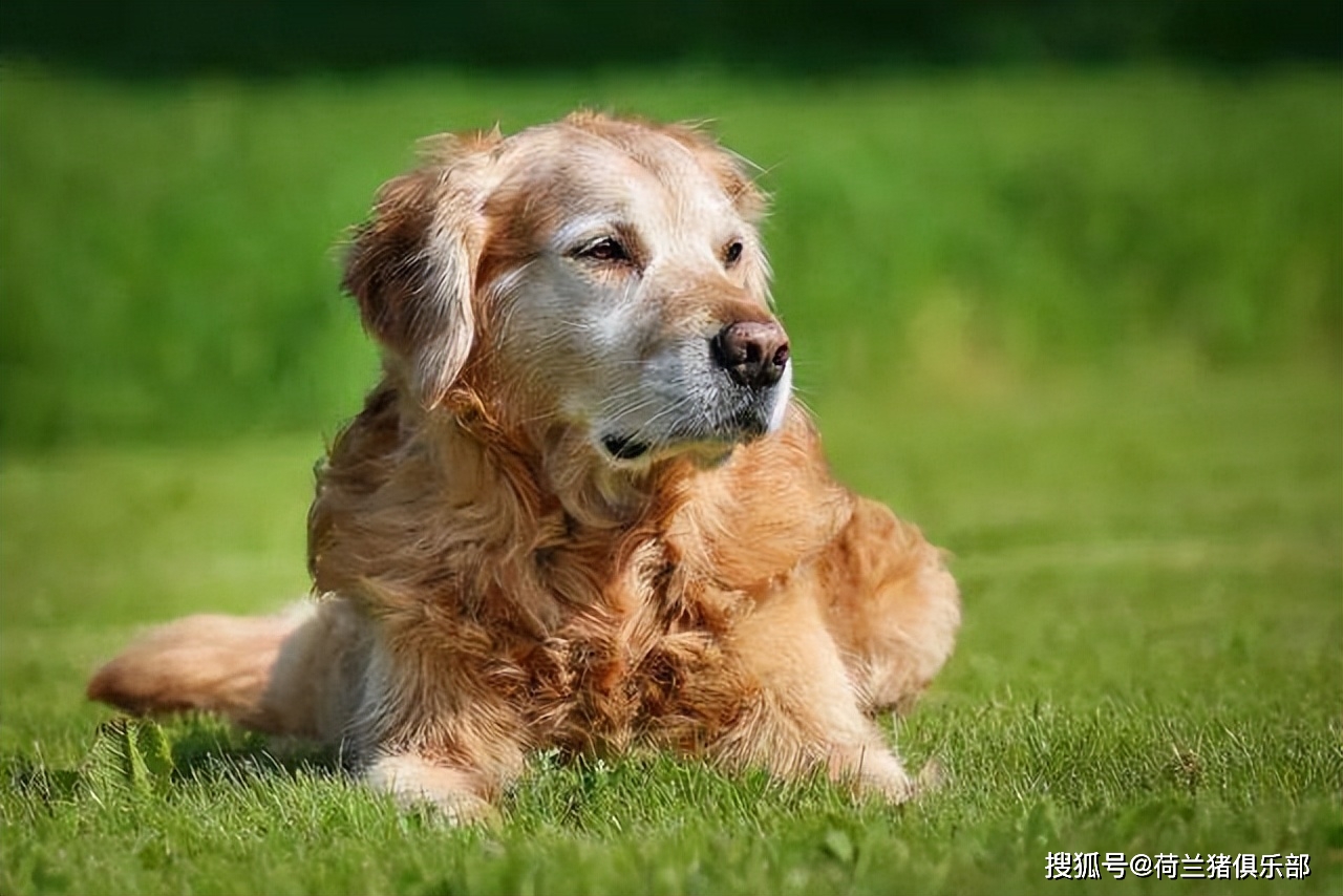 狗 补钙