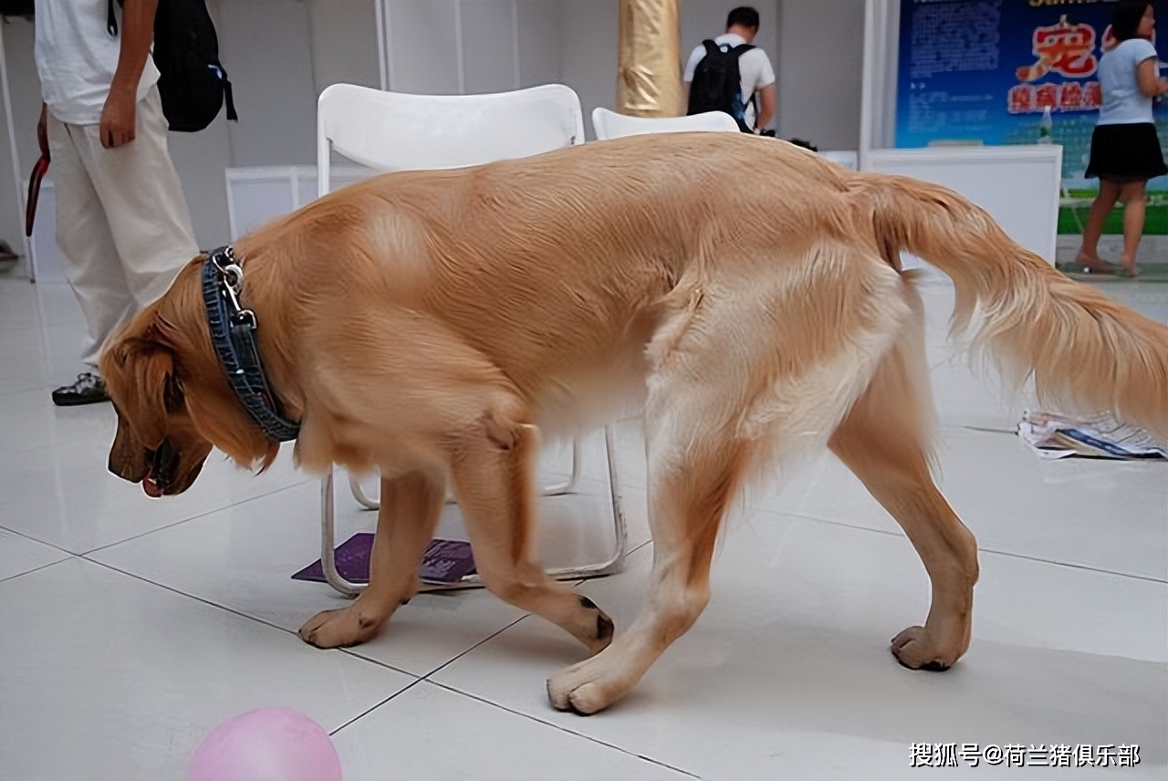 狗 补钙