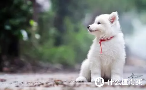 狗钙片对狗狗真的很重要吗？如何给狗狗科学有效的补钙！