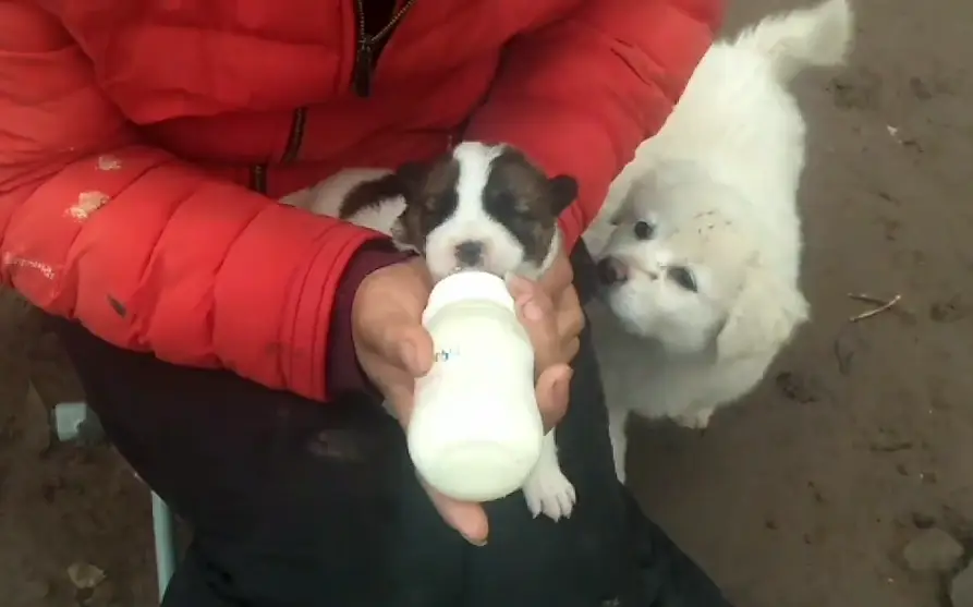 狗狗吃什么补钙最快