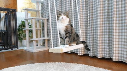 猫 补钙