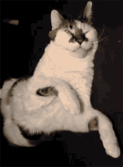 猫 补钙