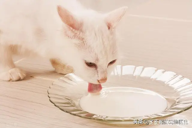 猫 补钙