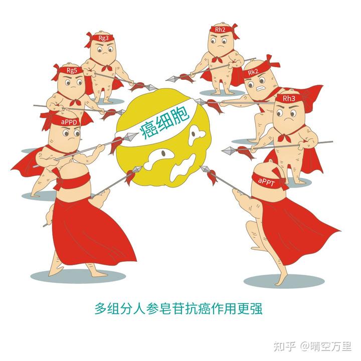 人参皂苷和硒维康