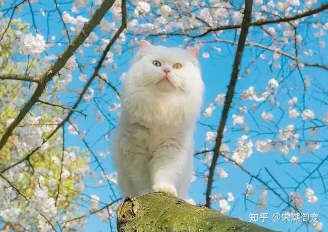 猫咪补钙