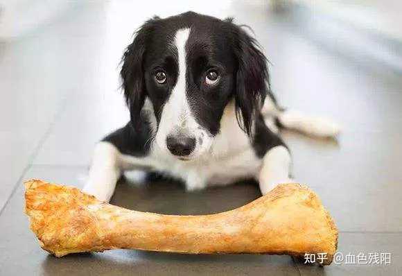 狗狗补钙吃什么