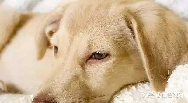 狗狗补钙吃什么