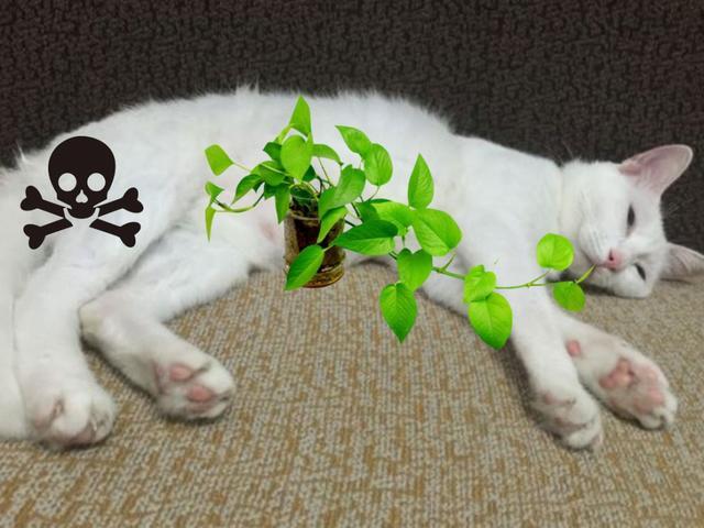 家中这些常见的植物，猫咪误食之后后果很严重！