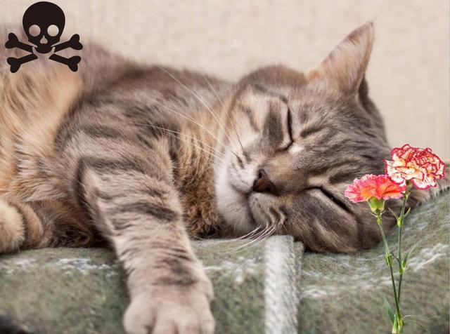 家中这些常见的植物，猫咪误食之后后果很严重！