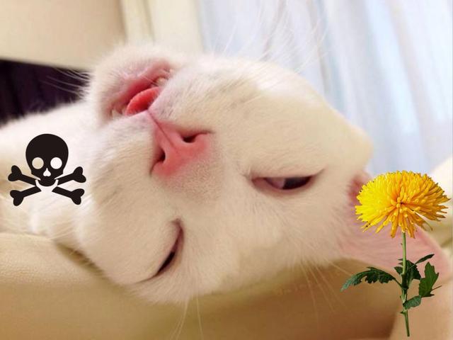 家中这些常见的植物，猫咪误食之后后果很严重！