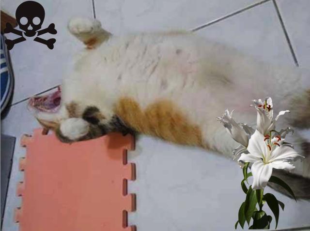 家中这些常见的植物，猫咪误食之后后果很严重！