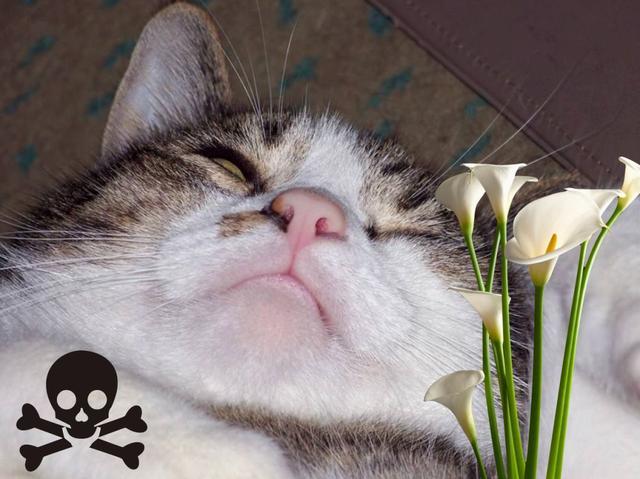 家中这些常见的植物，猫咪误食之后后果很严重！