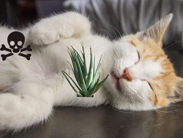 家中这些常见的植物，猫咪误食之后后果很严重！