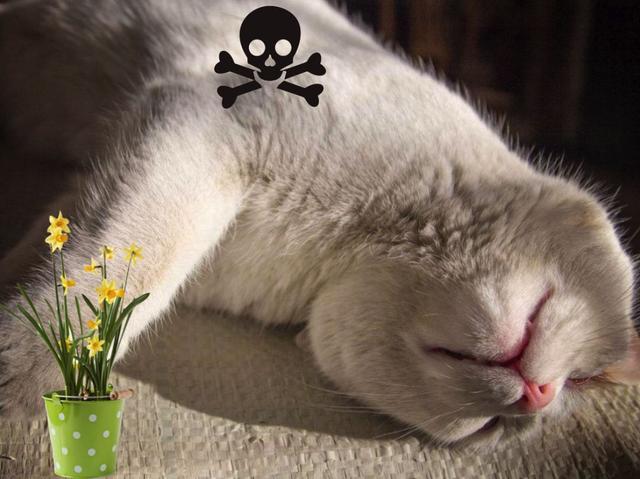 家中这些常见的植物，猫咪误食之后后果很严重！