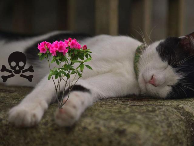家中这些常见的植物，猫咪误食之后后果很严重！
