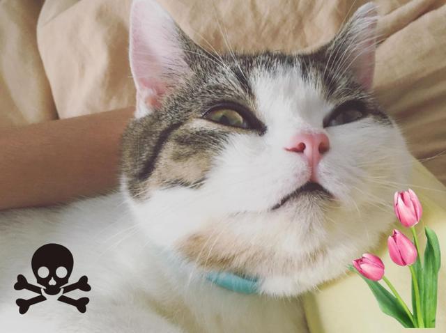 家中这些常见的植物，猫咪误食之后后果很严重！