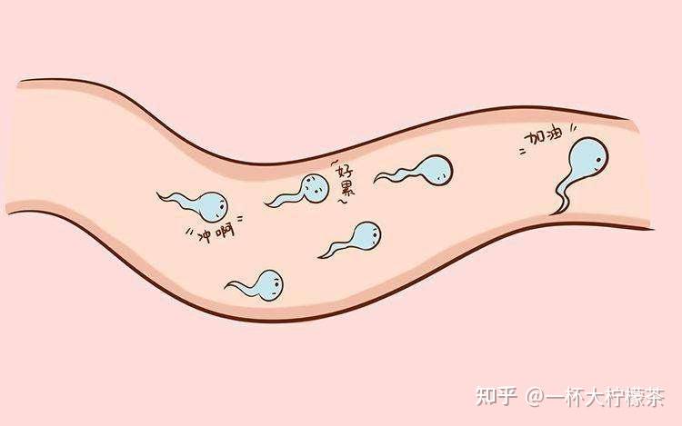 男士锌硒宝怎么吃