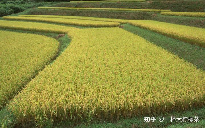 男士锌硒宝怎么吃