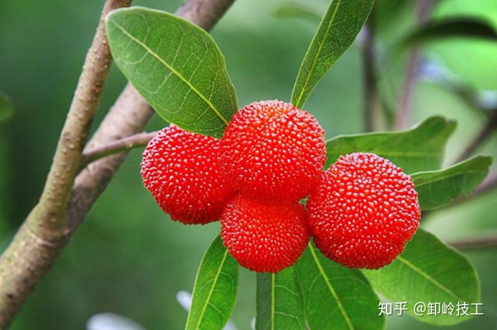 锌硒宝含量纯度高