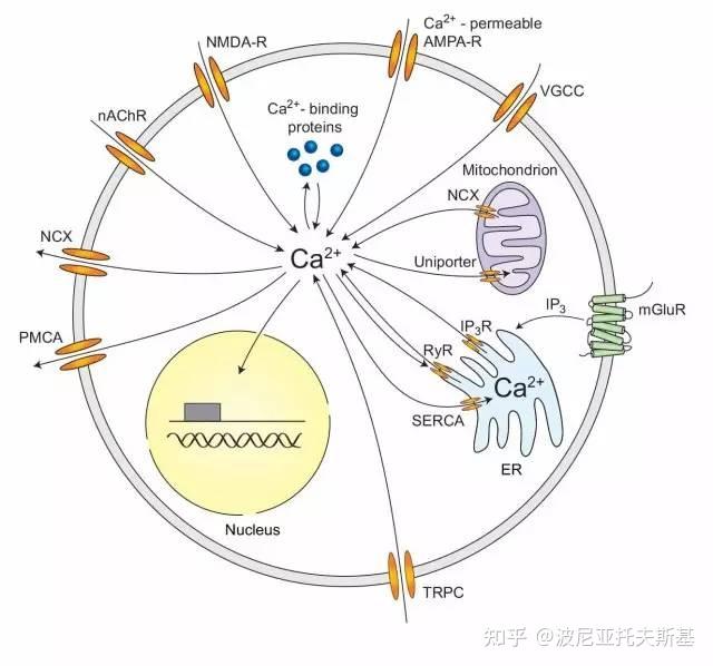 补钙应该吃什么