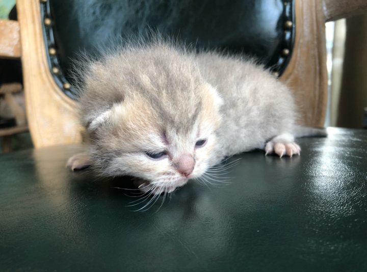 猫咪怎么补钙